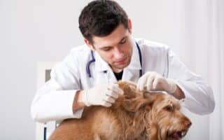 Jak znaleźć odpowiedniego dermatologa dla psa w Warszawie – poradnik dla właścicieli